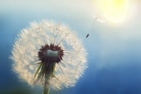 Dandelion blowing seeds — Stock Photo, Image