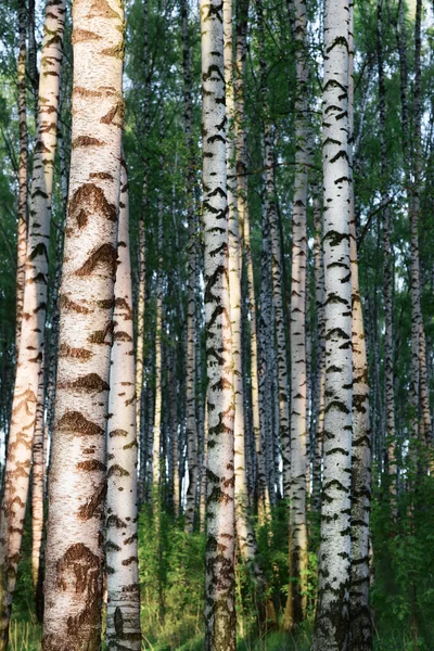 Forest birch — Zdjęcie stockowe