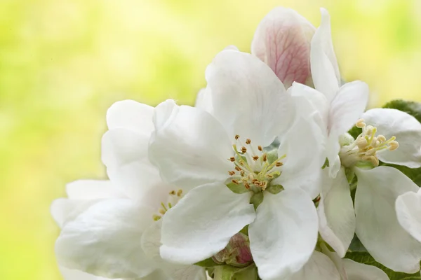 Flowering Apple trees — Stock Photo, Image