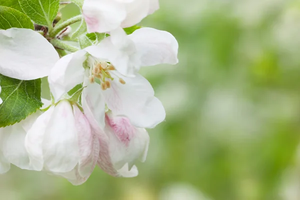 Blomstrende epletrær – stockfoto