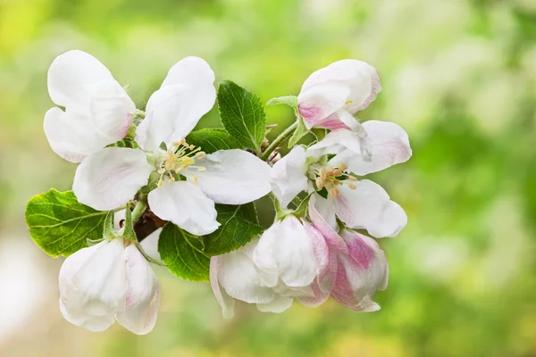 Blomstrende epletrær – stockfoto