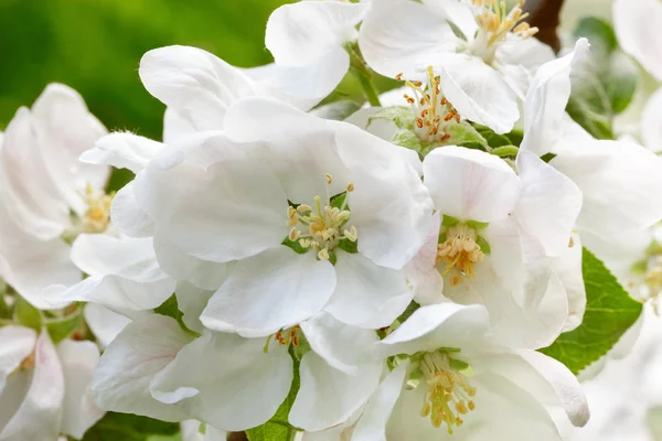 Blomstrende epletrær – stockfoto