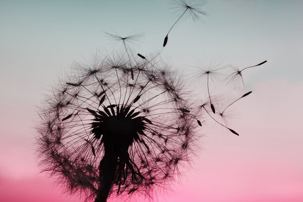 Dandelion blowing seeds in the wind.