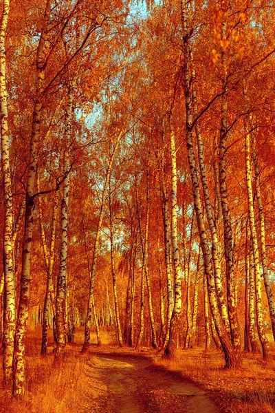 Δάσος σημύδας. Χρυσή φθινόπωρο — Φωτογραφία Αρχείου