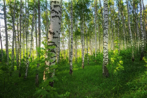 Лесная береза — стоковое фото