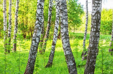 Huş ağacı orman t sabah