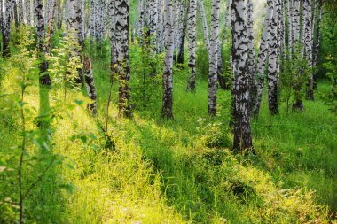 Huş ağacı orman t sabah