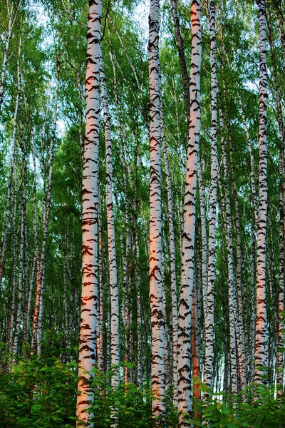 Birch forest  in the morning — Stock Photo, Image