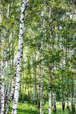 Sabah huş ağacı ormanları