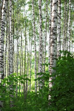 Sabah huş ağacı ormanları