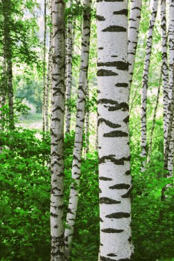 Sabah huş ağacı ormanları