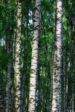 Sabah huş ağacı ormanları