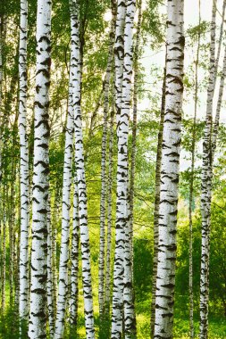 Sabah huş ağacı ormanları