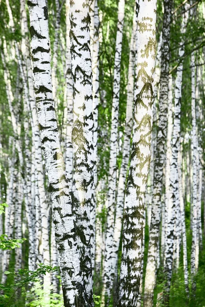 Sabah huş ağacı ormanları — Stok fotoğraf