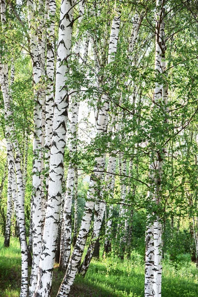 birch forest  in the morning