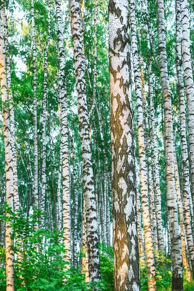 Las brzozowy rano — Zdjęcie stockowe
