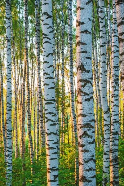 Bosque de abedul por la mañana — Foto de Stock