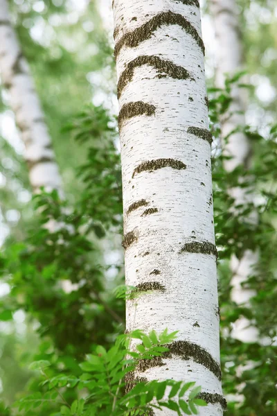 Birch forest   in the morning — Stock Photo, Image