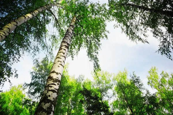 Birch forest   in the morning — Stock Photo, Image