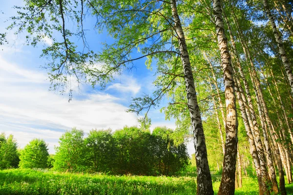 Floresta de vidoeiro de manhã — Fotografia de Stock