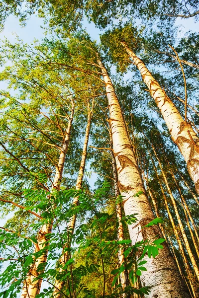 Birch forest   in the morning — Stock Photo, Image