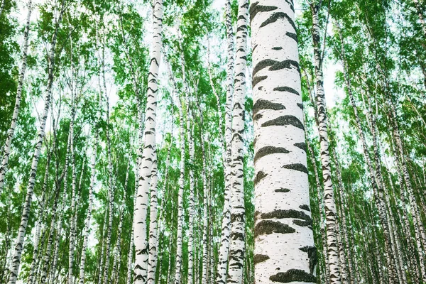 birch forest   in the morning