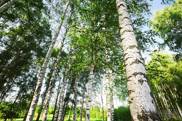 Floresta de vidoeiro t de manhã — Fotografia de Stock