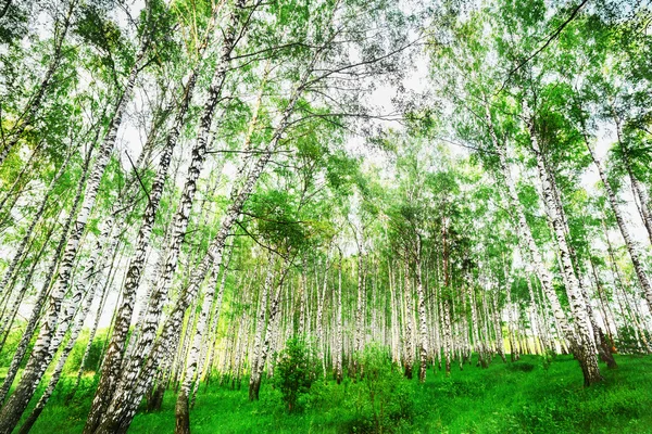Birch forest  t in the morning — Stock Photo, Image
