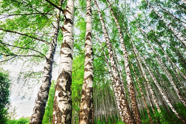 Foresta di betulle t al mattino — Foto Stock