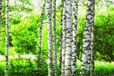 Huş ağacı orman t sabah