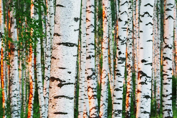 Birch forest  t in the morning — Stock Photo, Image