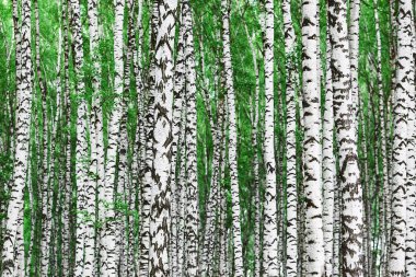  huş ağacı ormanı Sabah güneş ışığında