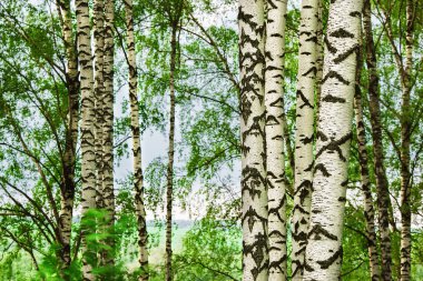  huş ağacı ormanı Sabah güneş ışığında
