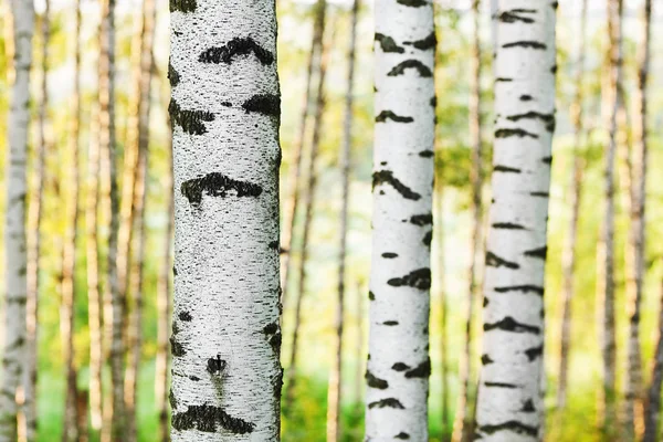 Břízový les ve slunečním svitu ráno — Stock fotografie