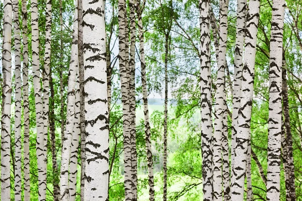 Birch forest in sunlight in the morning — Stock Photo, Image