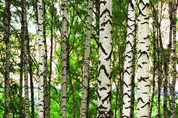 Birch forest in sunlight in the morning — Stock Photo, Image