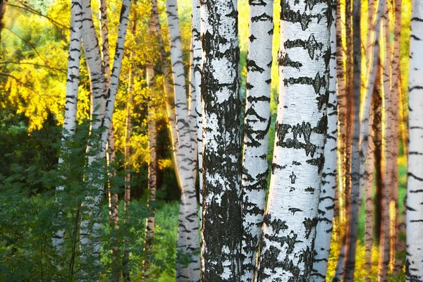 Birch forest in sunlight in the morning — Stock Photo, Image