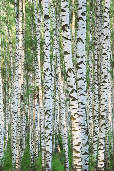 Floresta de bétula à luz do sol pela manhã — Fotografia de Stock