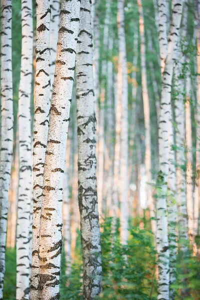 Bosque de abedul a la luz del sol por la mañana —  Fotos de Stock