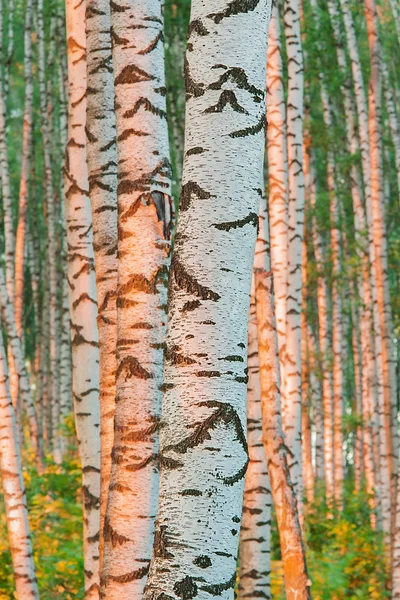 Břízový les ve slunečním svitu ráno — Stock fotografie