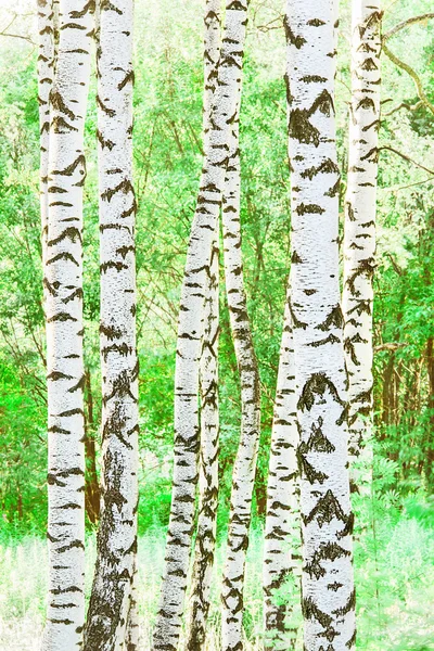 Bosque de abedul a la luz del sol por la mañana —  Fotos de Stock