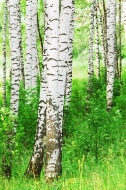  huş ağacı ormanı Sabah güneş ışığında