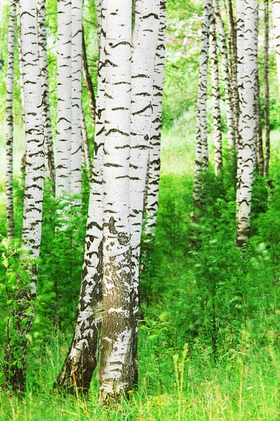  huş ağacı ormanı Sabah güneş ışığında