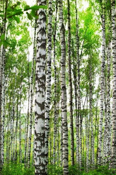 Birch forest in sunlight in the morning — Stock Photo, Image