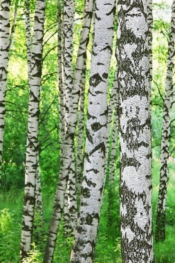  huş ağacı ormanı Sabah güneş ışığında