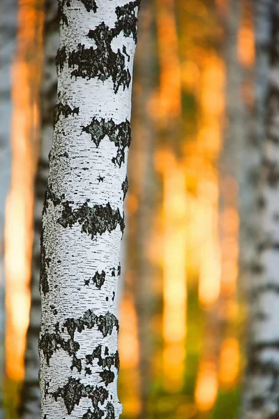 Björkskog i solljus på morgonen — Stockfoto