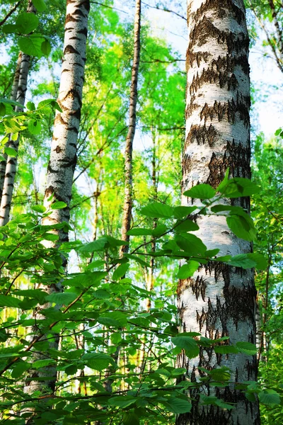 Birch forest in sunlight in the morning — Stock Photo, Image