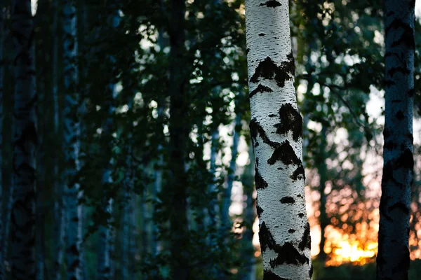 Bosque de abedul a la luz del sol por la mañana — Foto de Stock