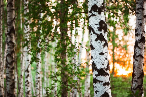 Berkenbos in zonlicht in de ochtend — Stockfoto