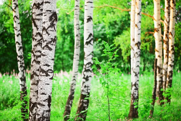 Foresta di betulle alla luce del sole al mattino — Foto Stock